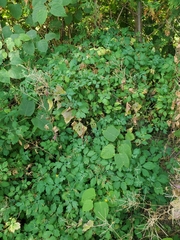 Chelidonium majus