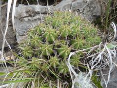 Euphorbia pulvinata