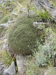 Euphorbia pulvinata