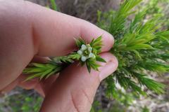 Diosma aristata