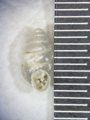 Gastrocopta armifera