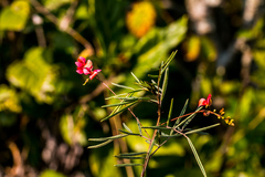 Indigofera tenuissima