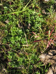 Lotus subbiflorus subbiflorus