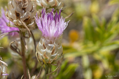 Centaurea deusta