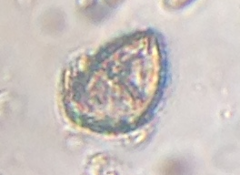 Miozoa