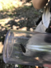 Cicindela marginipennis