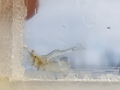 Palaemon kadiakensis