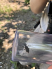 Cicindela marginipennis