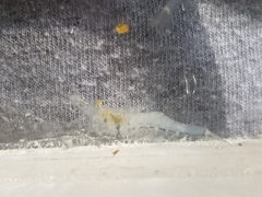 Palaemon kadiakensis