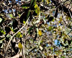 Tacazzea apiculata