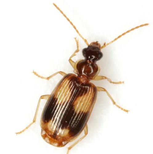 Cross Holder Harp Ground Beetle
