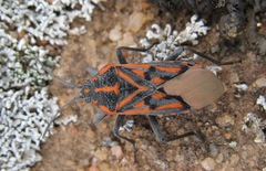 Spilostethus crudelis