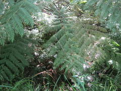 Cyathea capensis