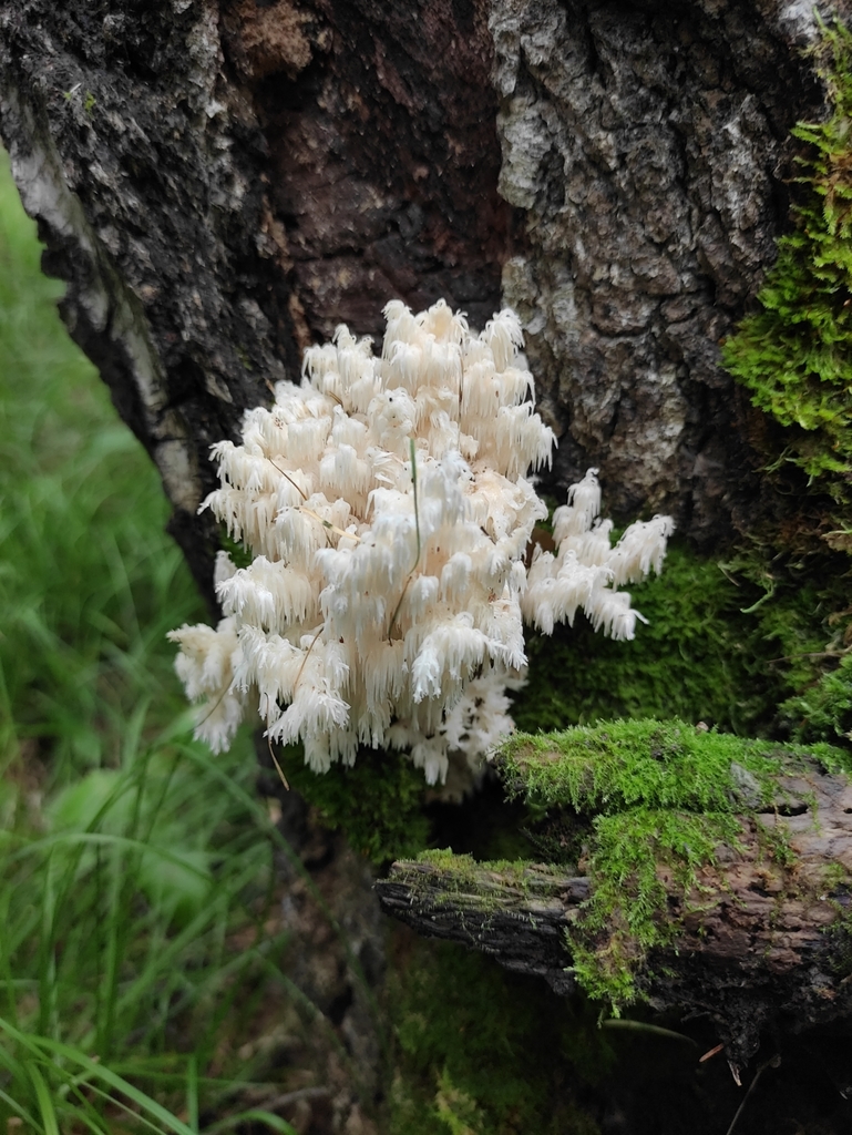 Hericium coralloides · August 2021 · photo: © wrrite (iNaturalist, cc-by)