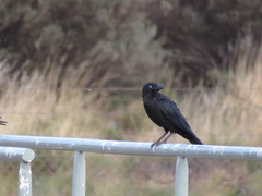Corvus bennetti
