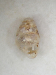 Gastrocopta pentodon