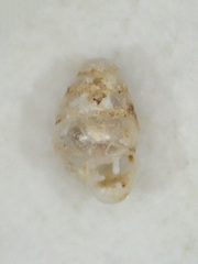 Gastrocopta pentodon