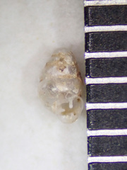 Gastrocopta pentodon