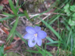 Aristea ensifolia