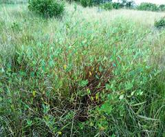 Cryptolepis oblongifolia