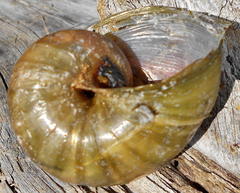 Natalina cafra cafra