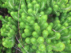 Aspalathus alopecurus