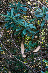 Strophanthus speciosus