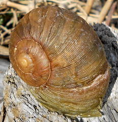 Natalina cafra cafra