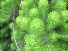 Aspalathus alopecurus