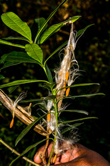 Strophanthus speciosus