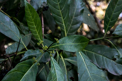 Tarenna pavettoides