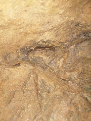 Speleomantes strinatii