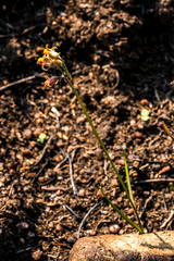 Tulbaghia acutiloba