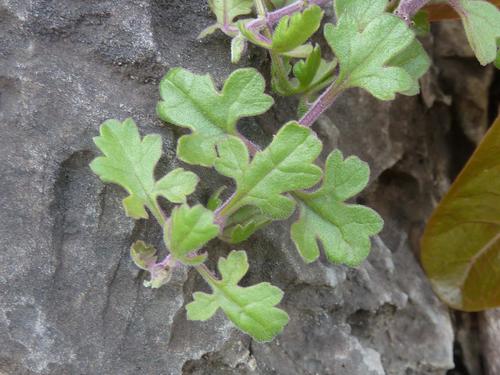 Buttonia superba (Buttonia superba)