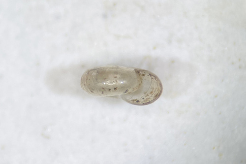 taxonomy_inaturalist image for Glyphyalinia cryptomphala