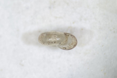 Glyphyalinia