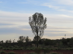 Allocasuarina decaisneana
