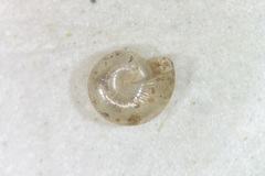 Glyphyalinia