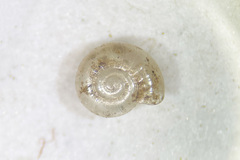 Glyphyalinia