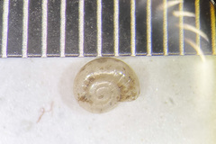 Glyphyalinia
