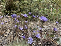 Eriastrum pluriflorum
