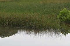 Schoenoplectus subulatus