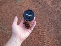 Allocasuarina decaisneana