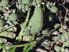 Euphorbia inermis