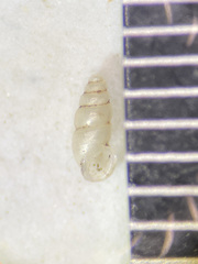 Carychium