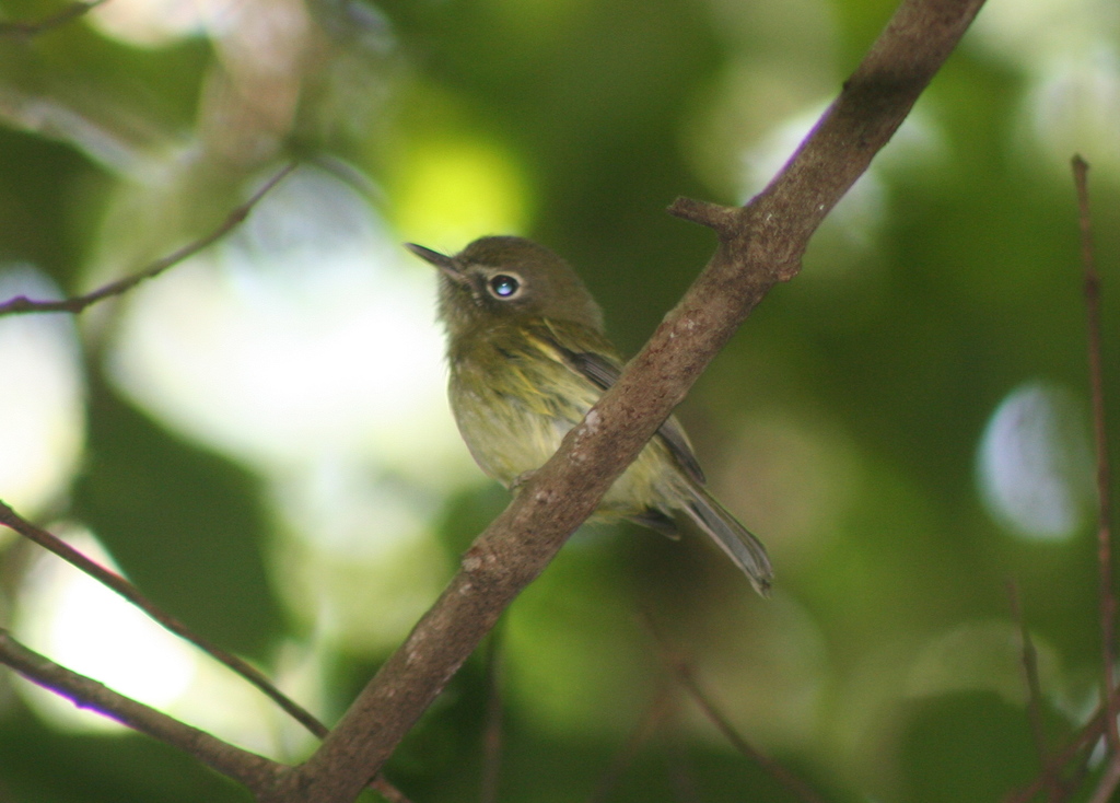 Eye-ringed Tody-Tyrant photo