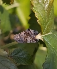 Ricania speculum