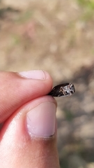 Ricania speculum