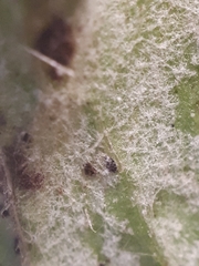 Puccinia calcitrapae