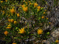 Pteronia pallens